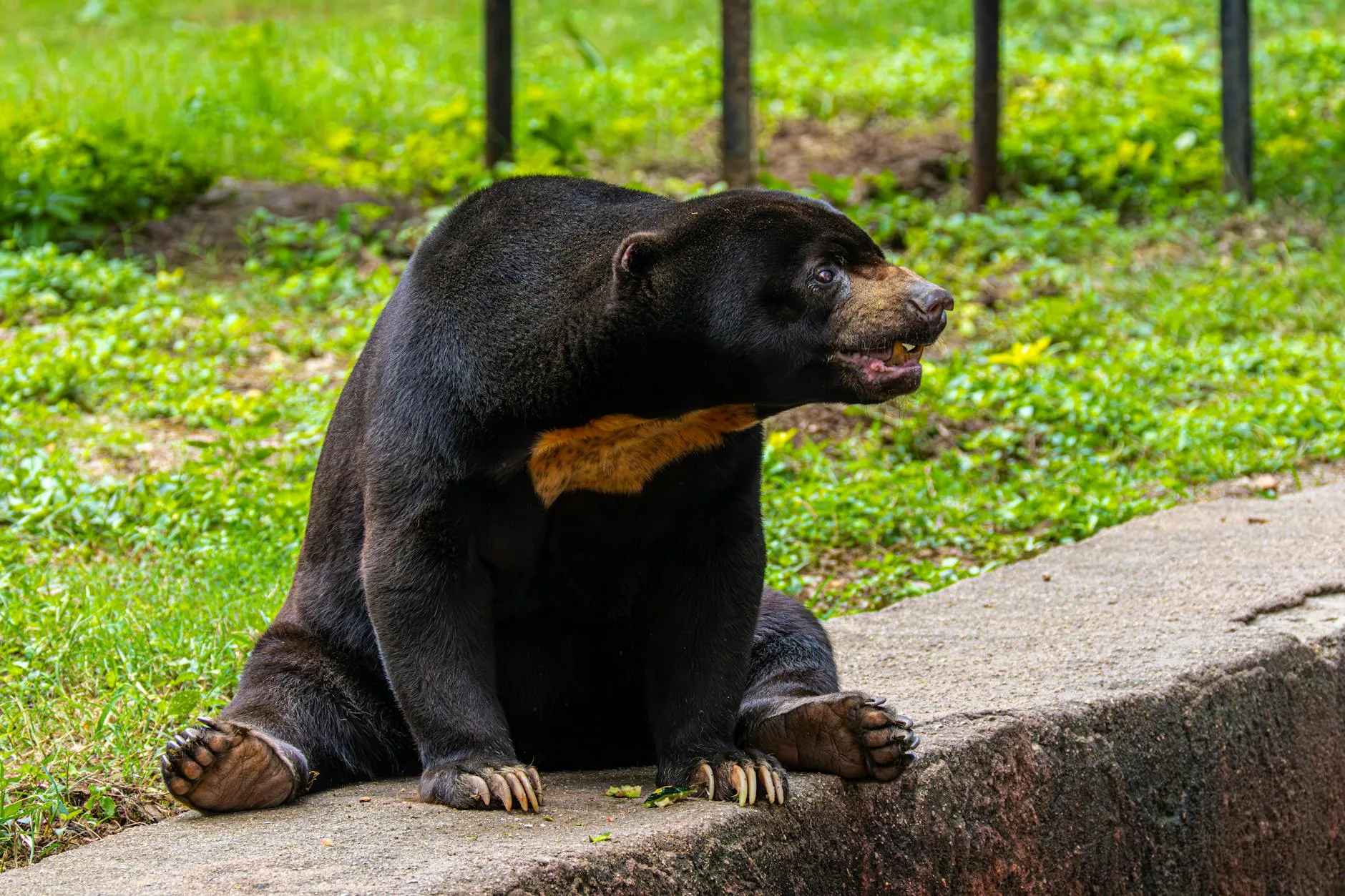 Le Sun Bear Rescue Center : la surprise du site