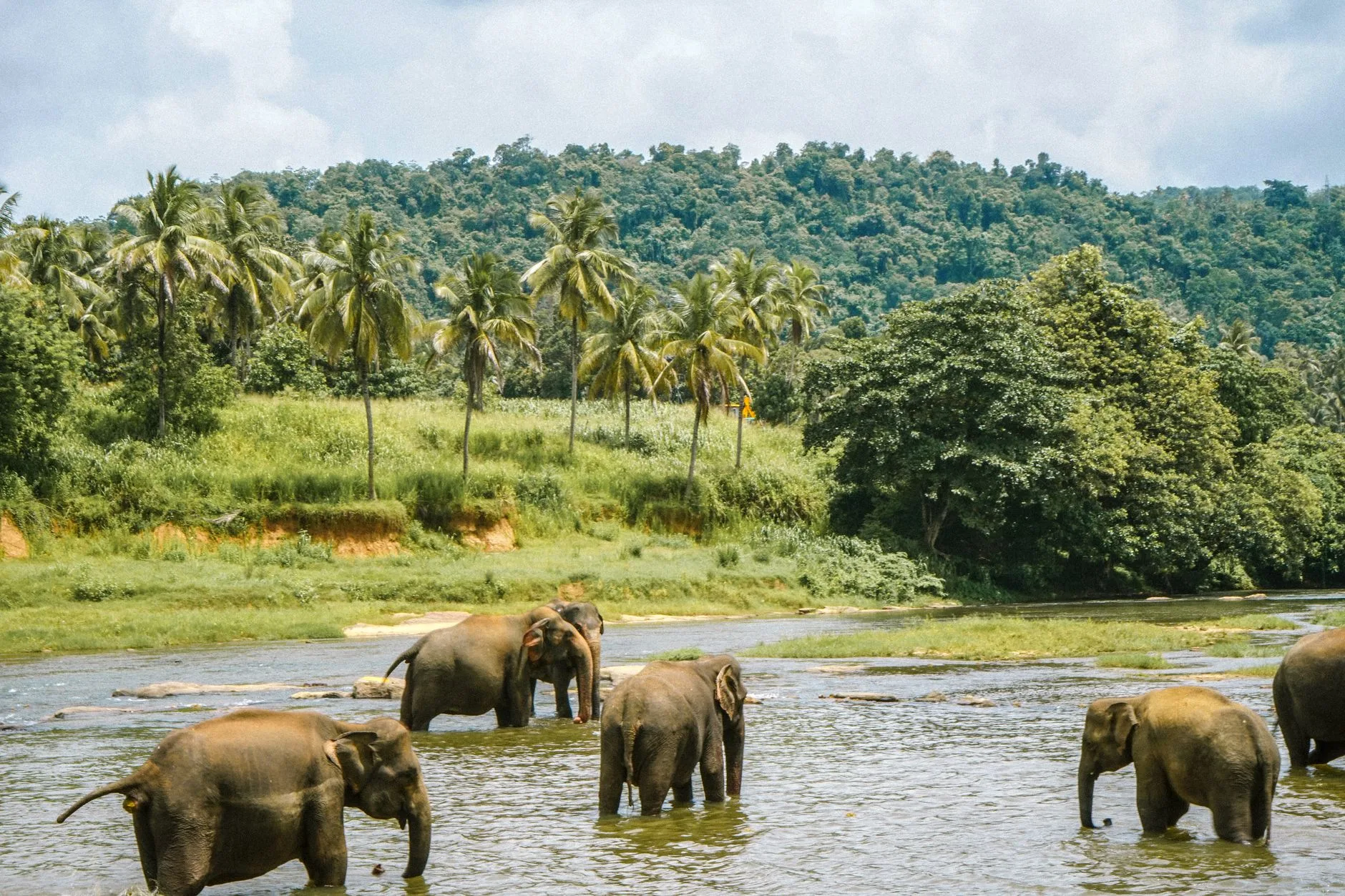 Intégrer les éléphants dans votre itinéraire au Laos