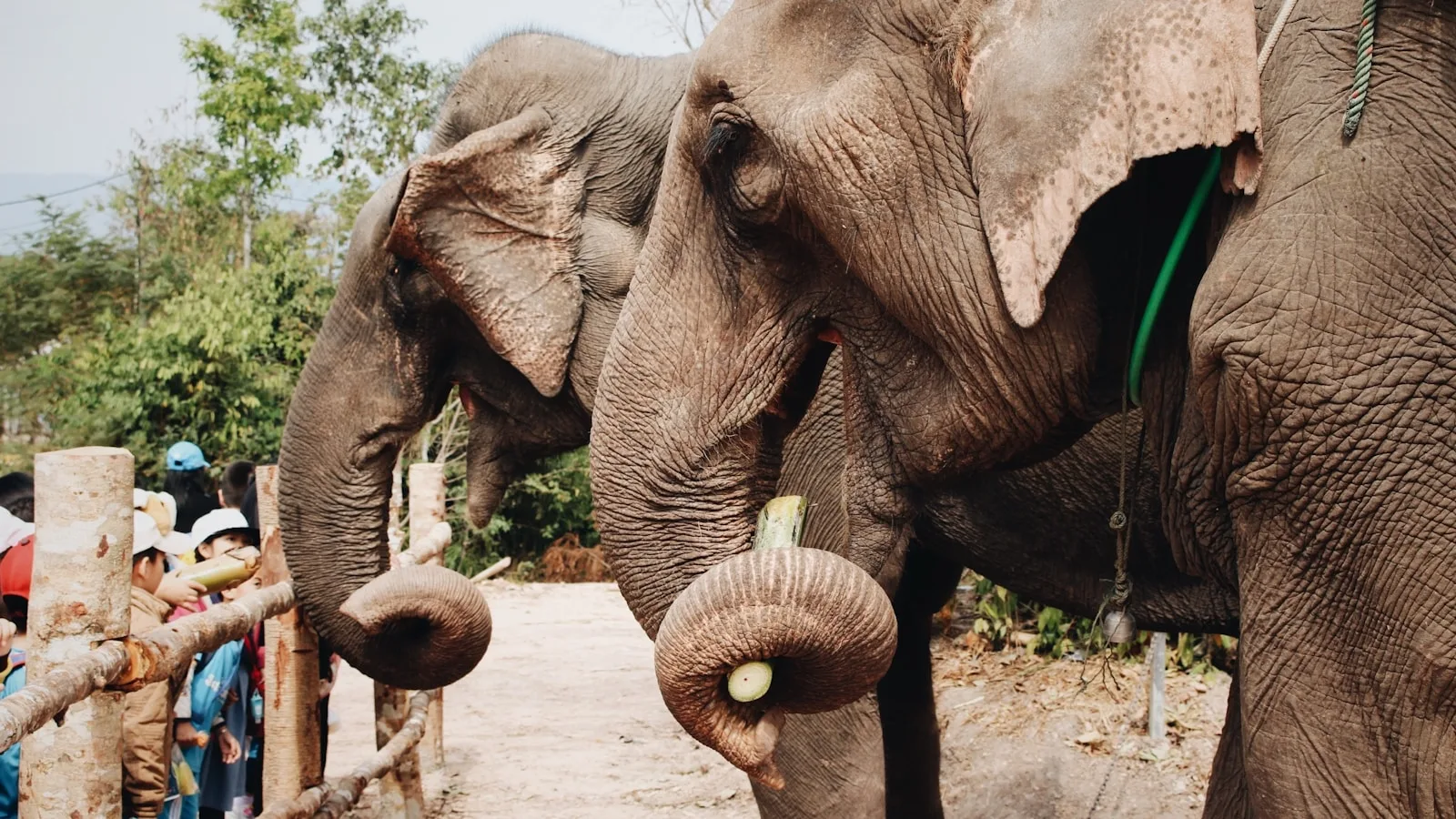 Pourquoi choisir un sanctuaire éthique change tout