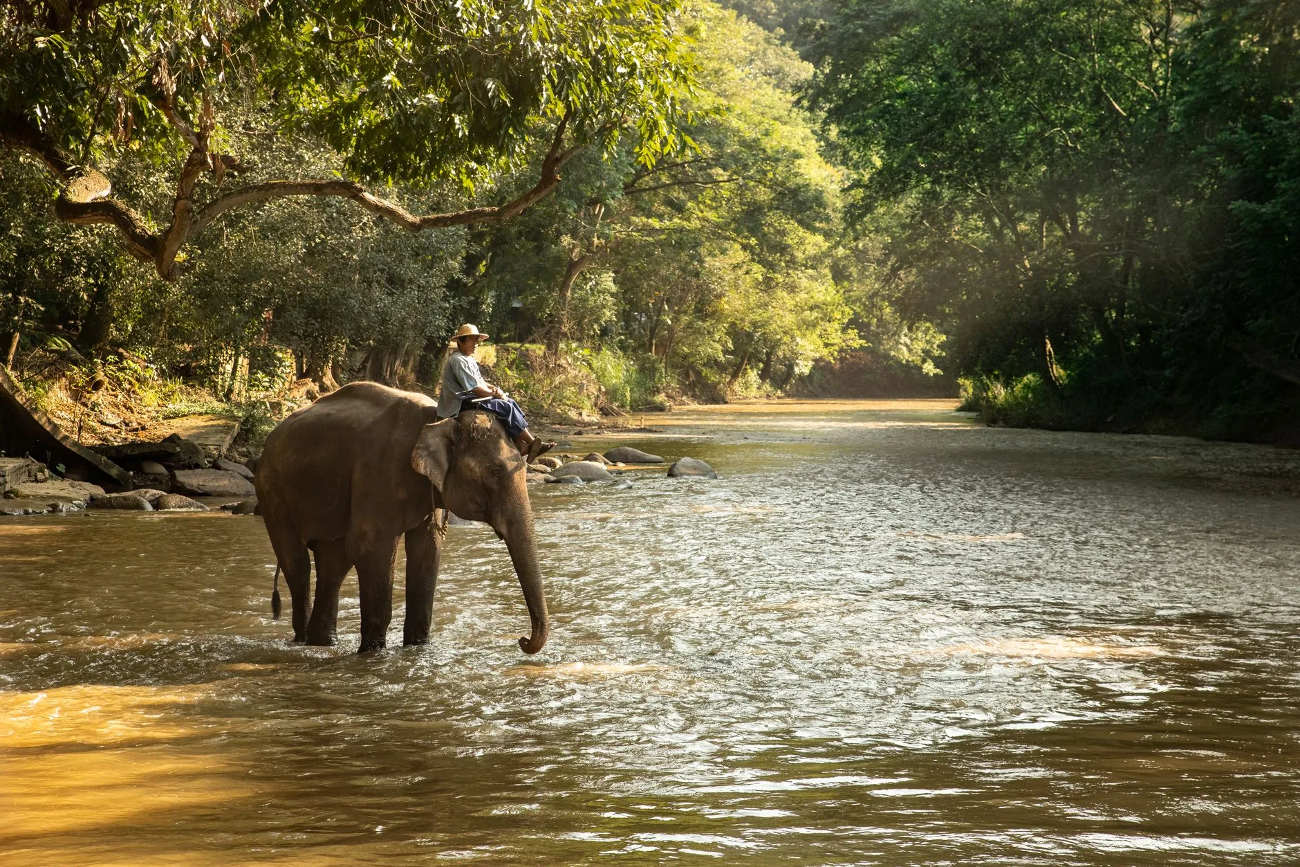 Un éléphant d'Asie se baignant dans une rivière au Laos, entouré de végétation tropicale